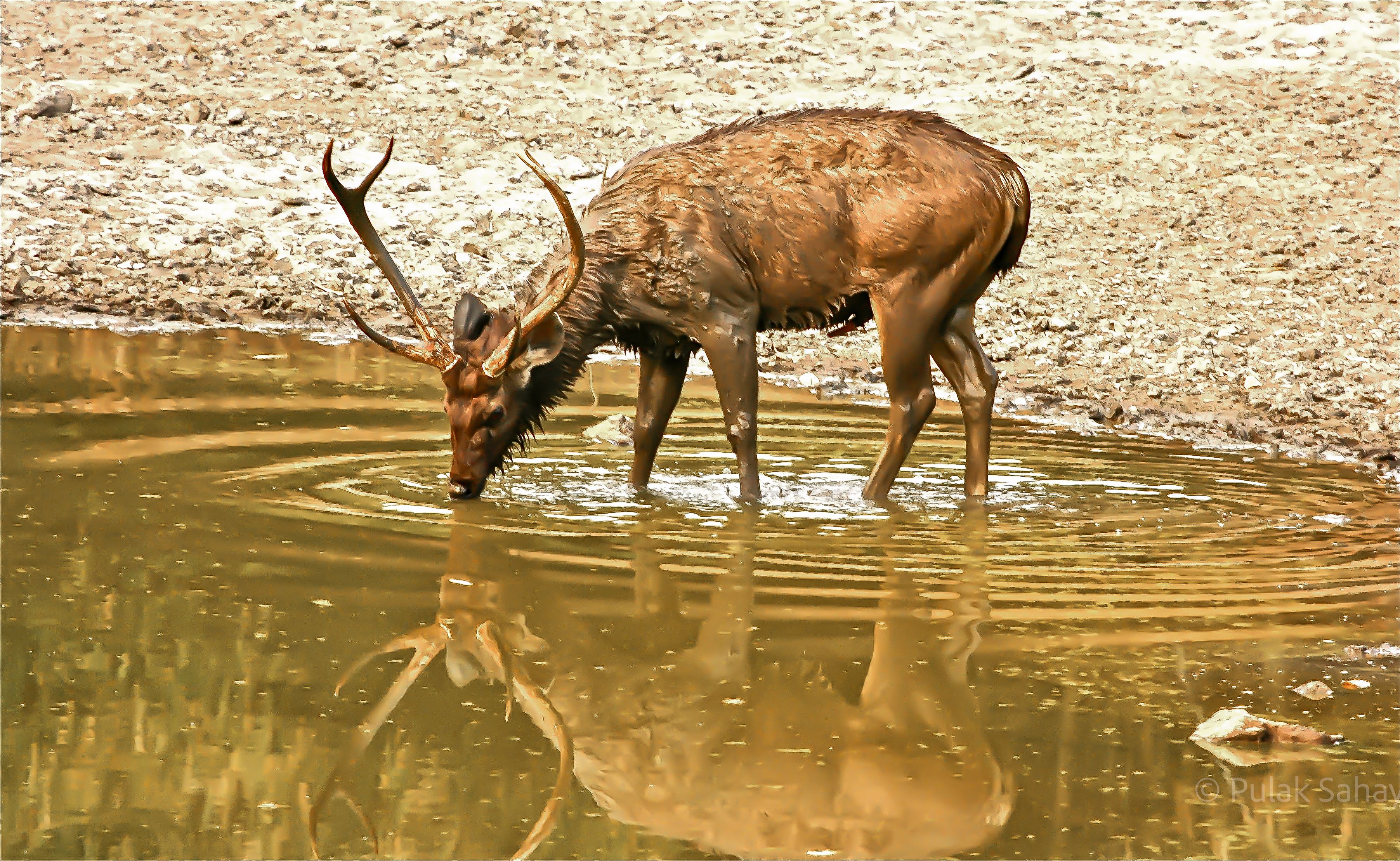 Reflection of a deer drinking in a pool